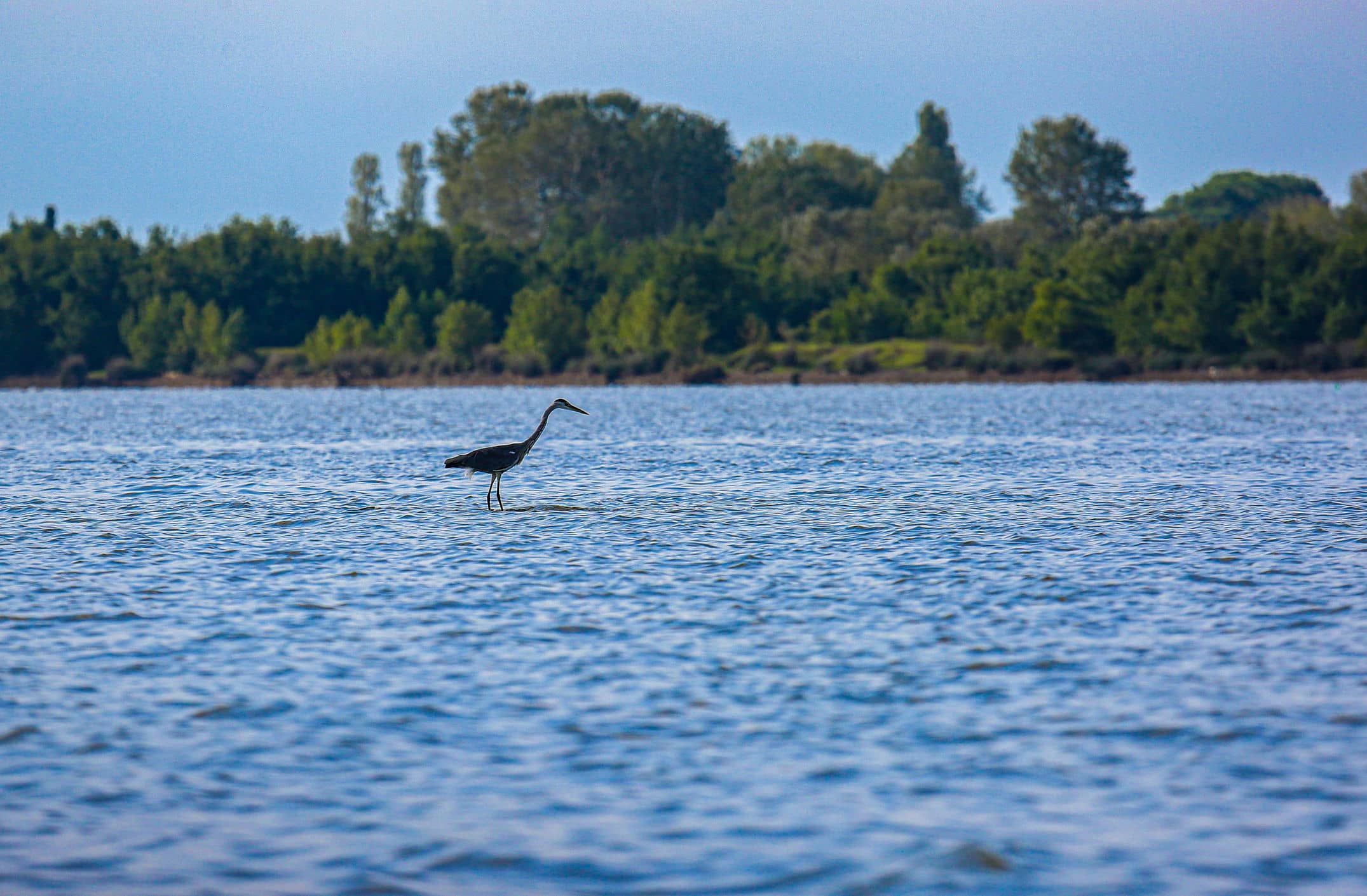Batumibirdfest
