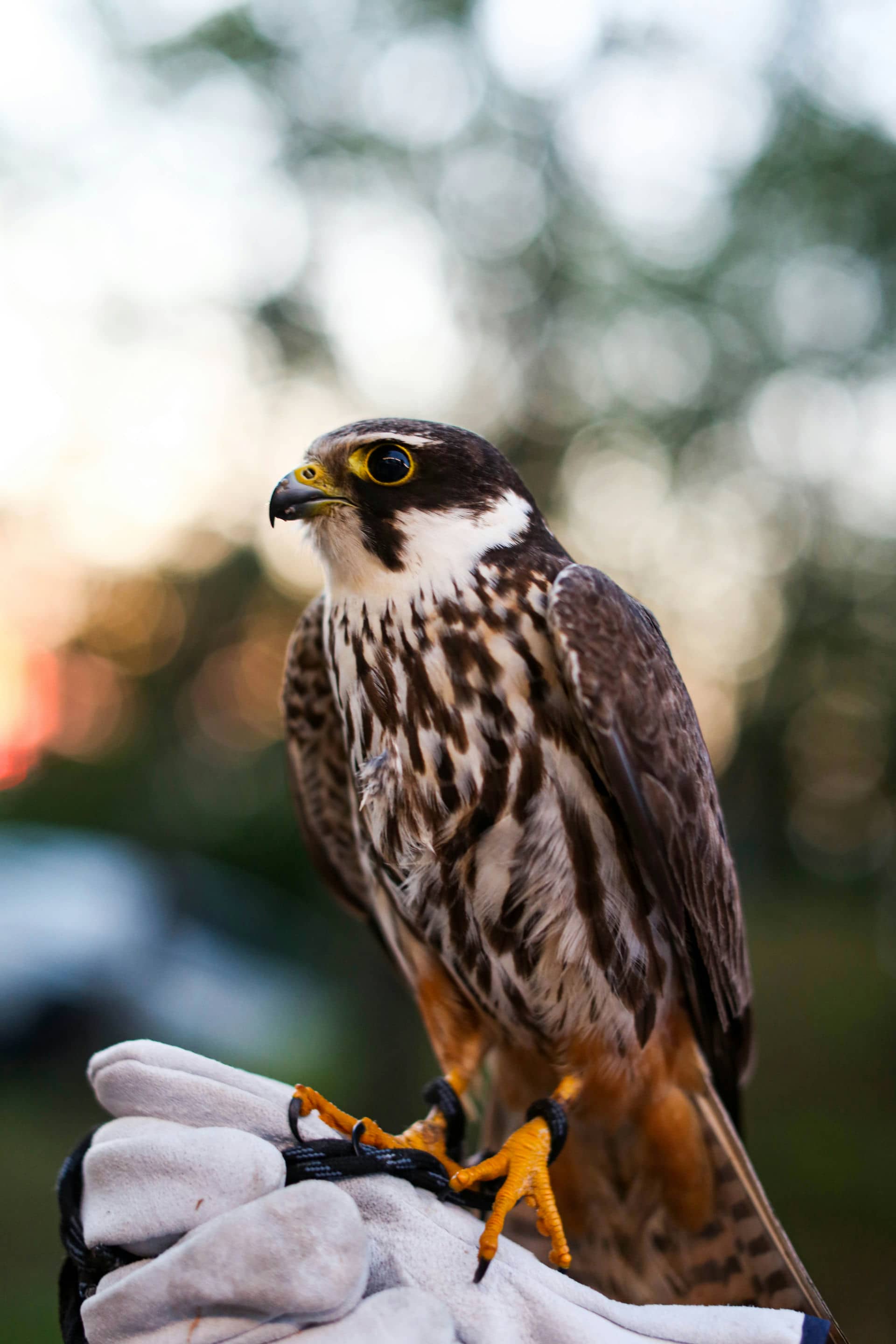 Batumibirdfest