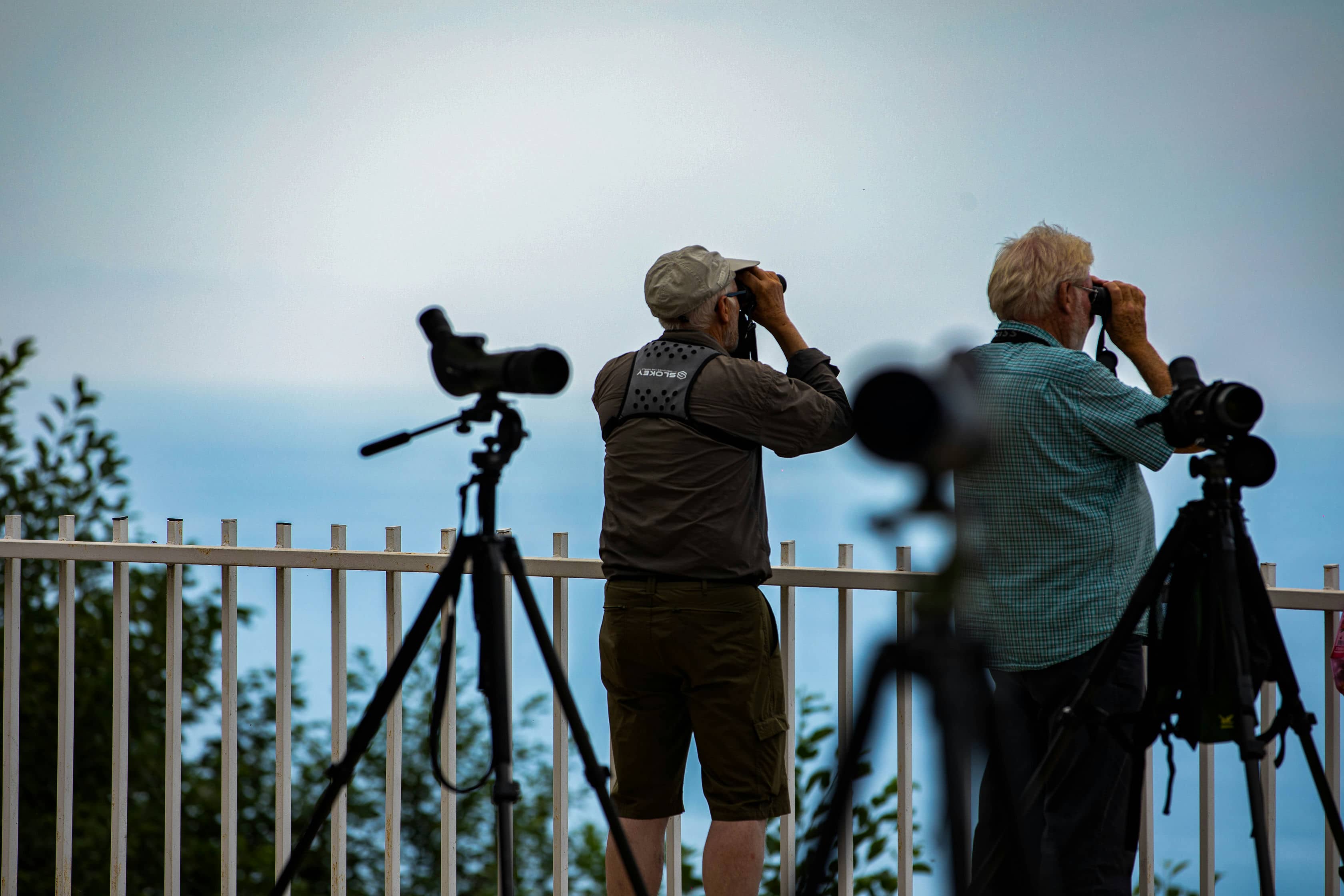 Batumibirdfest