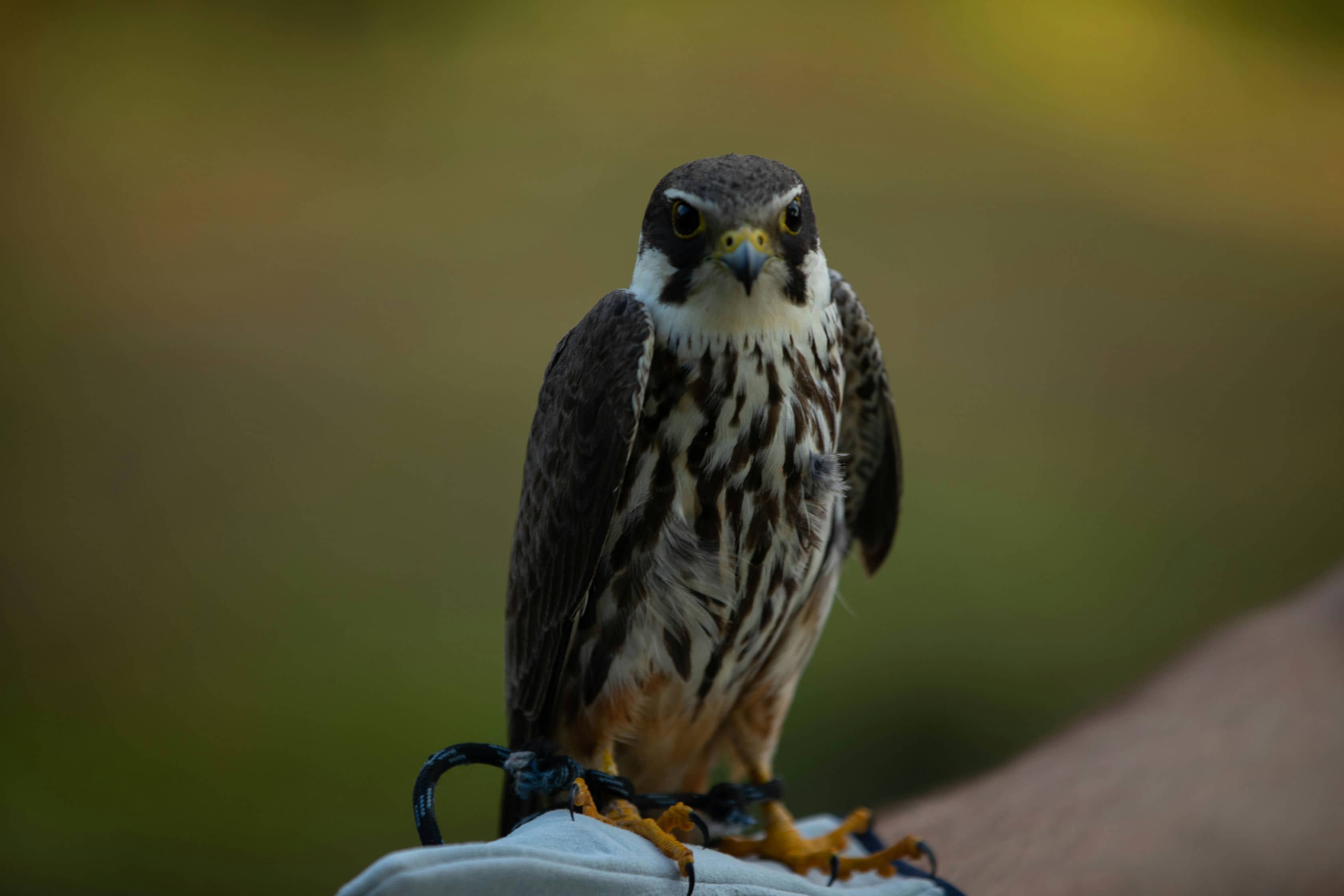 Batumibirdfest